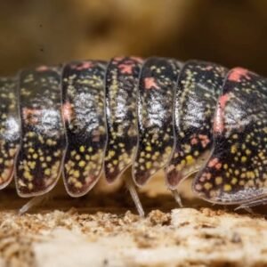 Armadillidae sp C0smic Dust 6 count att.munlvxzdye zfytvldgzvbadwvyilv5qwsmohez7pto