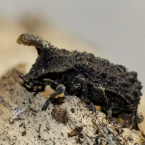 4x Horned Fungus Beetles cropped 2024 12 05 21 52 08 br8s4.jpg