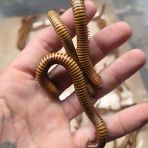 3ct WC Orthoporus ornatus "Giant Gold Desert Millipede" Near Subadult/Subdult cropped 20260819 173619 scaled 1.jpg