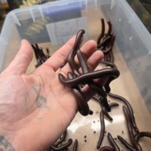 3ct Orthoporus ornatus "Giant Chocolate Desert Millipede" cropped 20260819 173854 scaled 1.jpg
