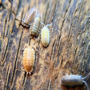 10+ count Porcellio scaber “lottery mix” isopods cropped img 1455.jpeg