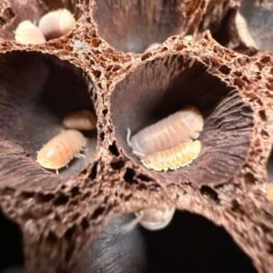 15+ count Cubaris murina “mamey” isopods cropped img 1508 scaled 1.jpeg