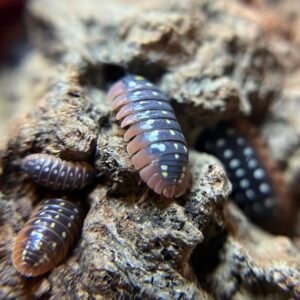 20+ Armadillidium klugii “Montenegro” cropped img 1590.jpeg
