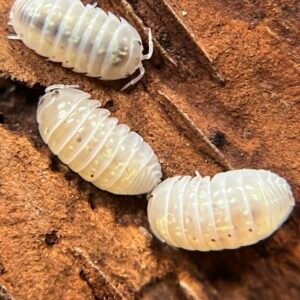 25+ Armadillidium vulgare “Japanese magic potion” cropped img 1665.jpeg