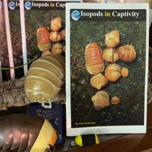 Isopods in Captivity - By Orin McMonigle cropped img 5646 scaled 1.jpg