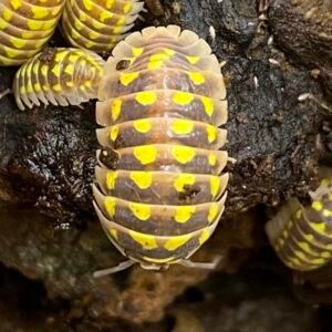 Armadillidium Gestroi “Halloween” 10 Count cropped img 7819 scaled 1.jpeg