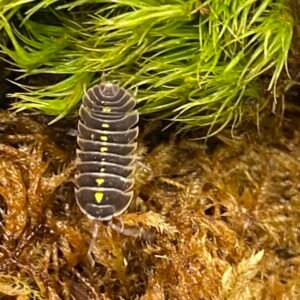 GOLDEN TICKET-Armadillidium germanicum “Darth Vader” 6+2, Cubaris sp “Cherry Blossom 10 Count PLUS MYSTERY ITEM worth ($175) cropped img 7911 scaled 2.jpeg