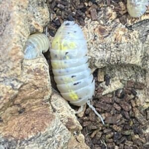 Armadillidium Vulgare “ Anqi Potions” 10+1 Count cropped img 7949 scaled 1.jpeg