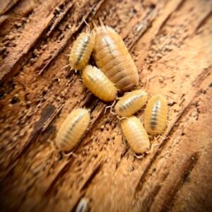 10+ count Porcellio laevis “orange” isopods cropped img 8382.jpeg