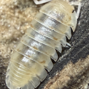 10+ Armadillidium nasatum "Gold Flake AKA: JellyBean" cropped nasatum gold flake scaled 1.png