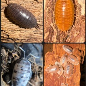 Porcellio laevis Bundle 100 + 8 count: Dairy cow 25 count, Orange 25 count, Milk Back 25 count, Big Pine Key 25 count cropped cropped img 5163.jpeg