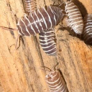 Armadillidium Maculatum Champagne - 10 count cropped cropped img 5529.jpeg