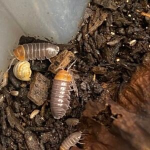 Armadillidium flavoscutatum “Red Head” 20 Count cropped cropped img 7944 scaled 1.jpeg