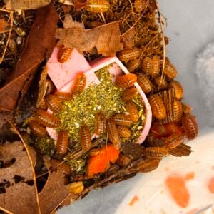 Orange Vigor Isopods — 15 Count orange vigor