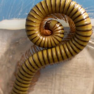 12ct Analocostreptus gregorius "African Olive Millipede" Small Juveniles s145757184984513001 p51 i1 w3456