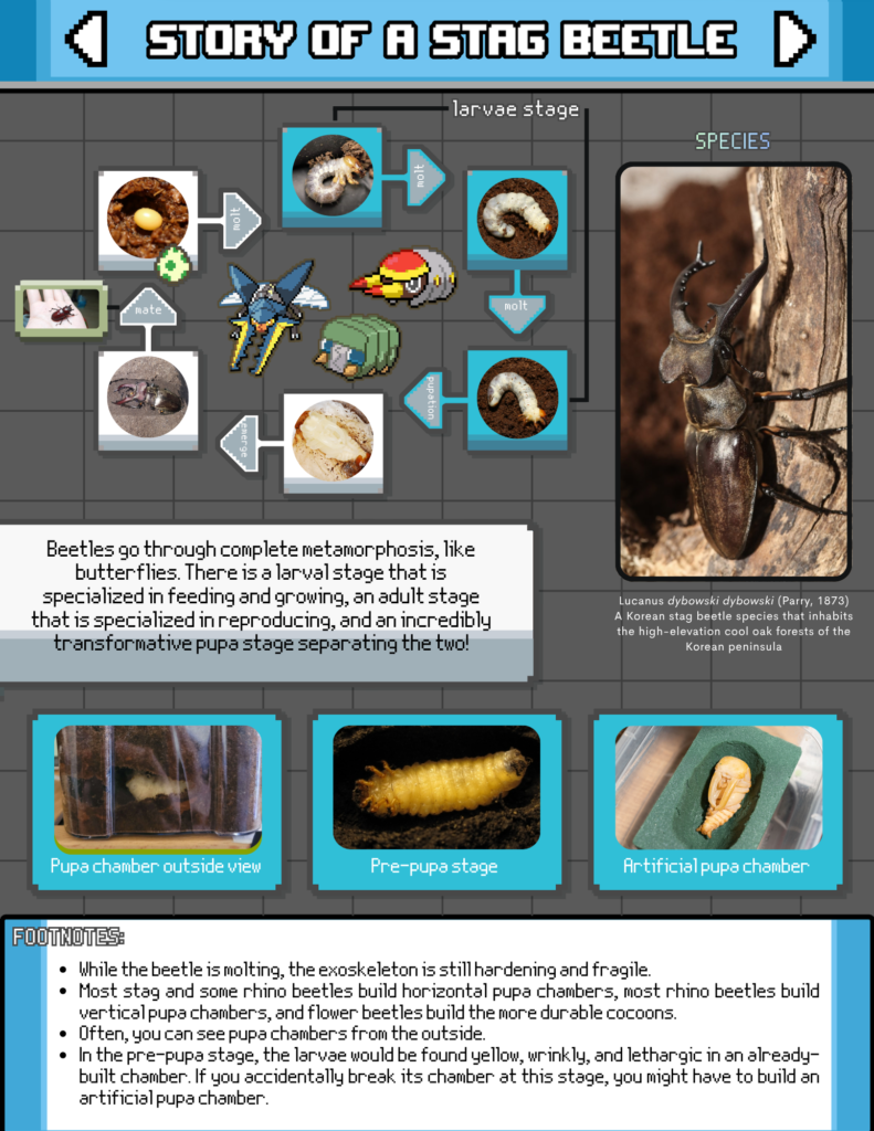 Tutorials & Guides LIFECYCLE OF A STAG BEETLE