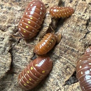 20 Armadillidium Klugii Orange Clown akoc10
