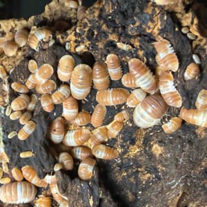 10 Cubaris sp. Red Panda csrp10