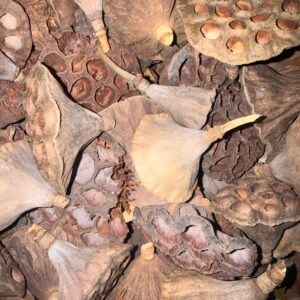 40 lotus pods img 2198