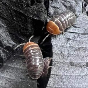 Armadillidium flavoscutatum Red Head 20 count img 2523