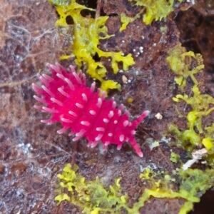 10 Rambutanura sp. “Thailand” springtails with live active slime mold culture screenshot