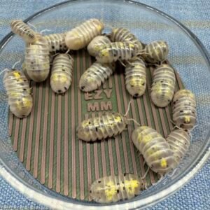 Armadillidium vulgare Anqi Potion 10 count img 4030