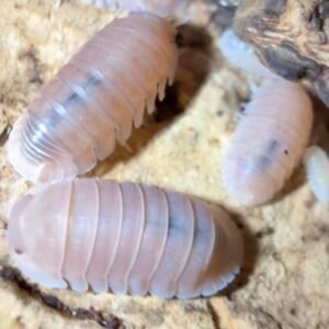 Cubaris Murina “Papaya” 8+ count Isopods img 6094
