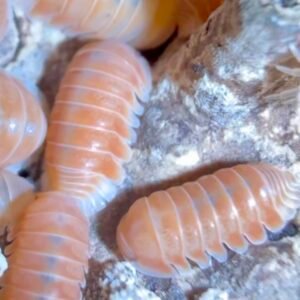 CUBARIS SP. "CITRUS" - 8ct img 6120