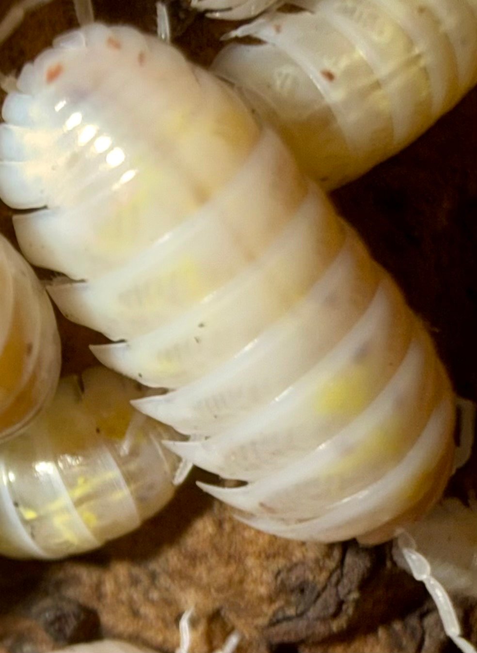ARMADILLIDIUM VULGARE "MAGIC POTION" USA img 6126