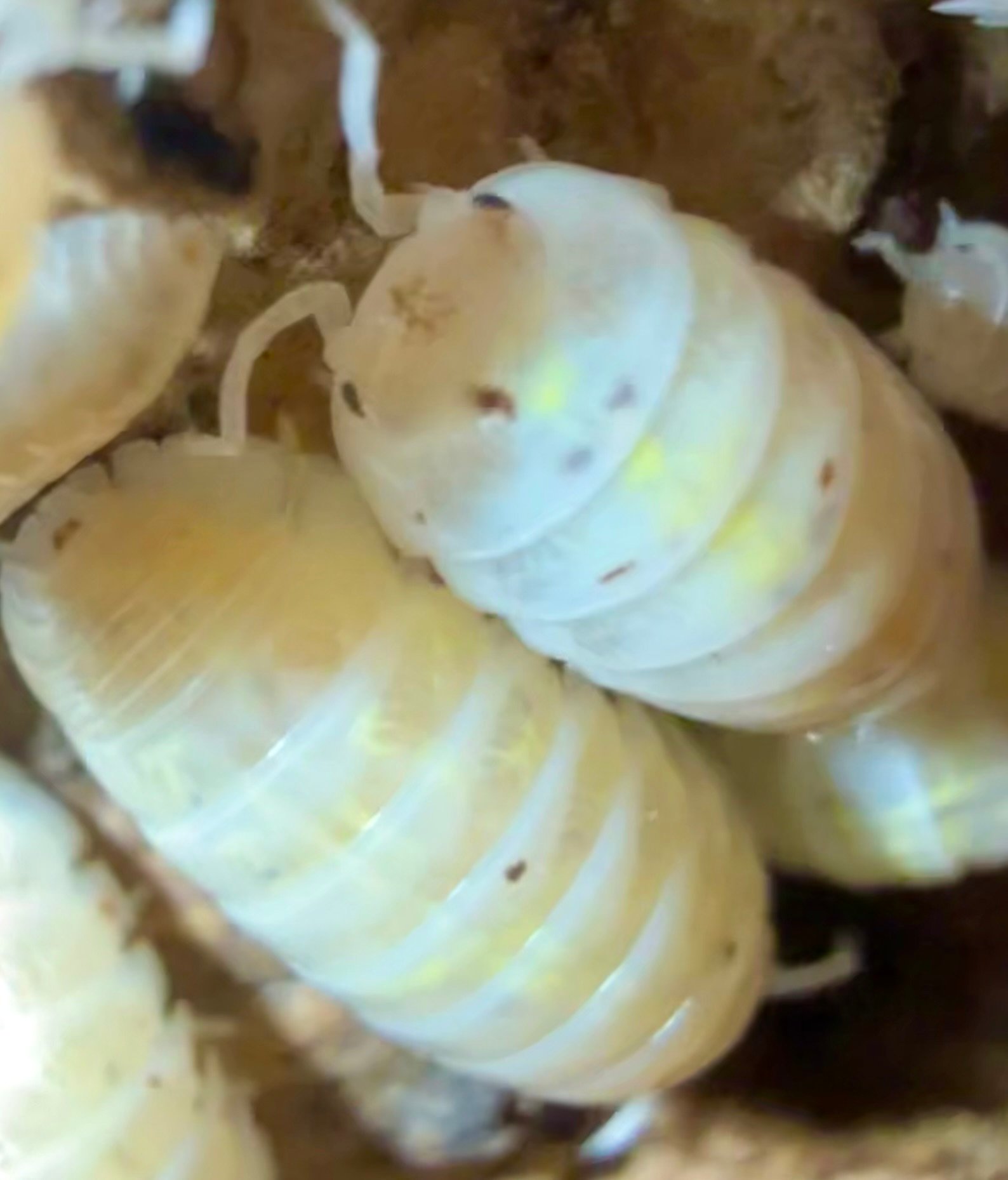 ARMADILLIDIUM VULGARE "MAGIC POTION" USA img 6127