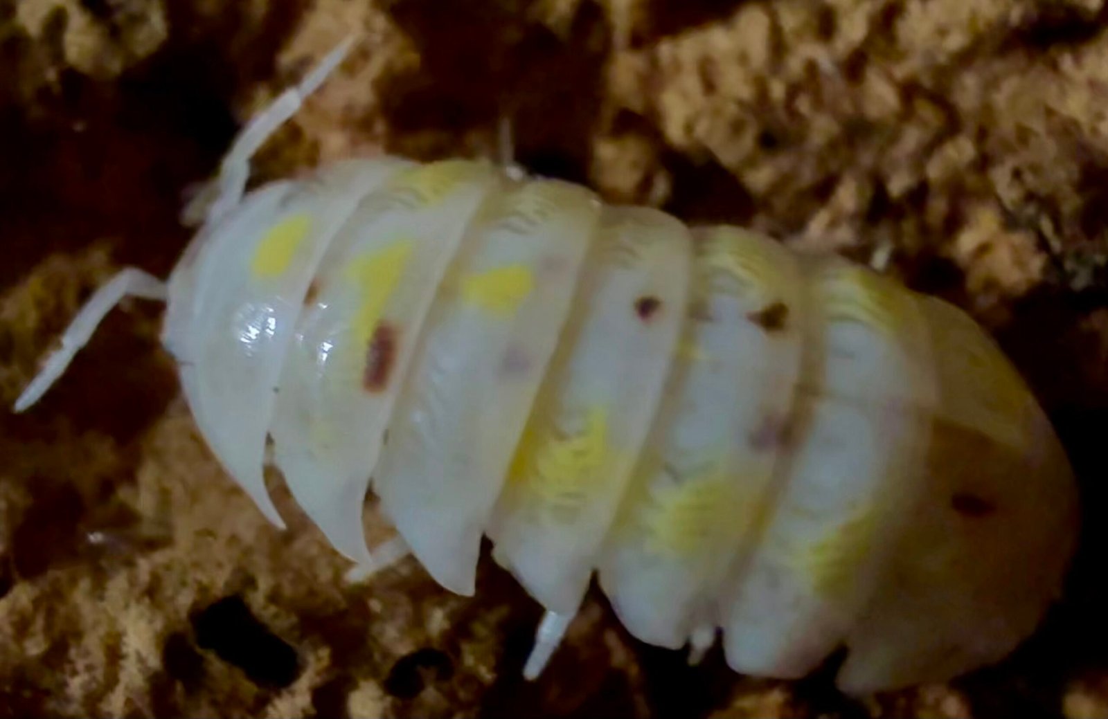 ARMADILLIDIUM VULGARE "MAGIC POTION" USA img 6130