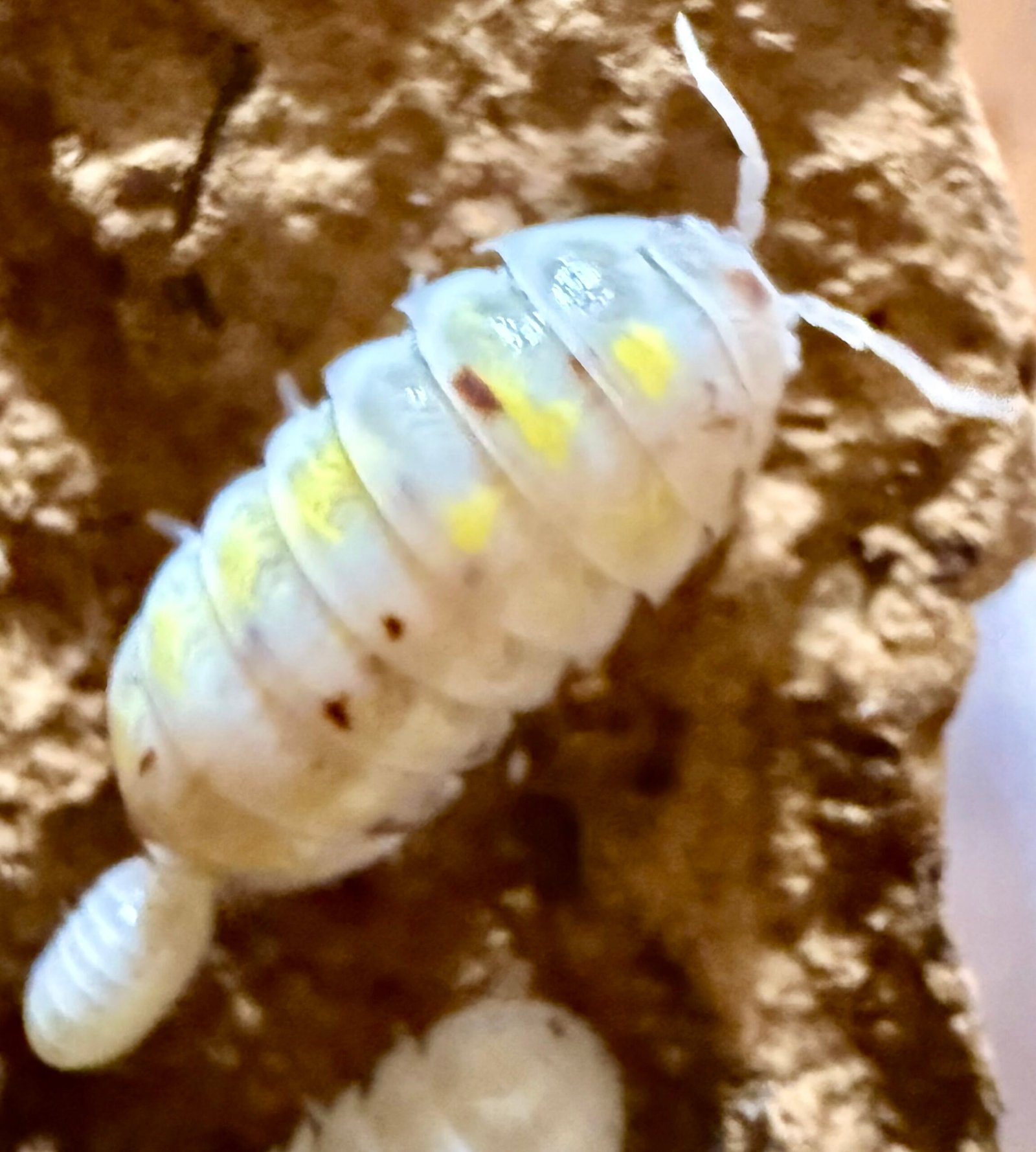 ARMADILLIDIUM VULGARE "MAGIC POTION" USA img 6133