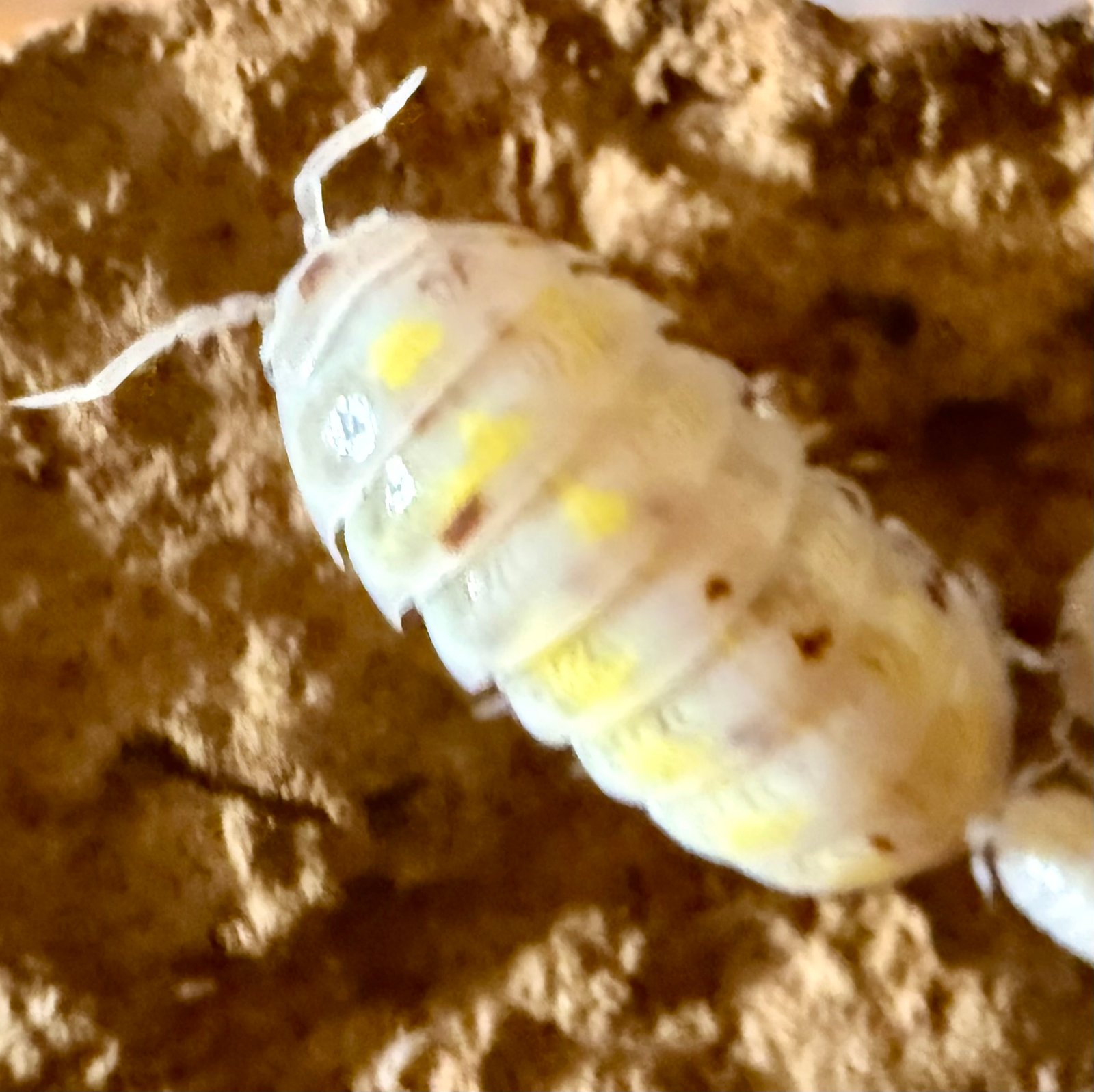 ARMADILLIDIUM VULGARE "MAGIC POTION" USA img 6134