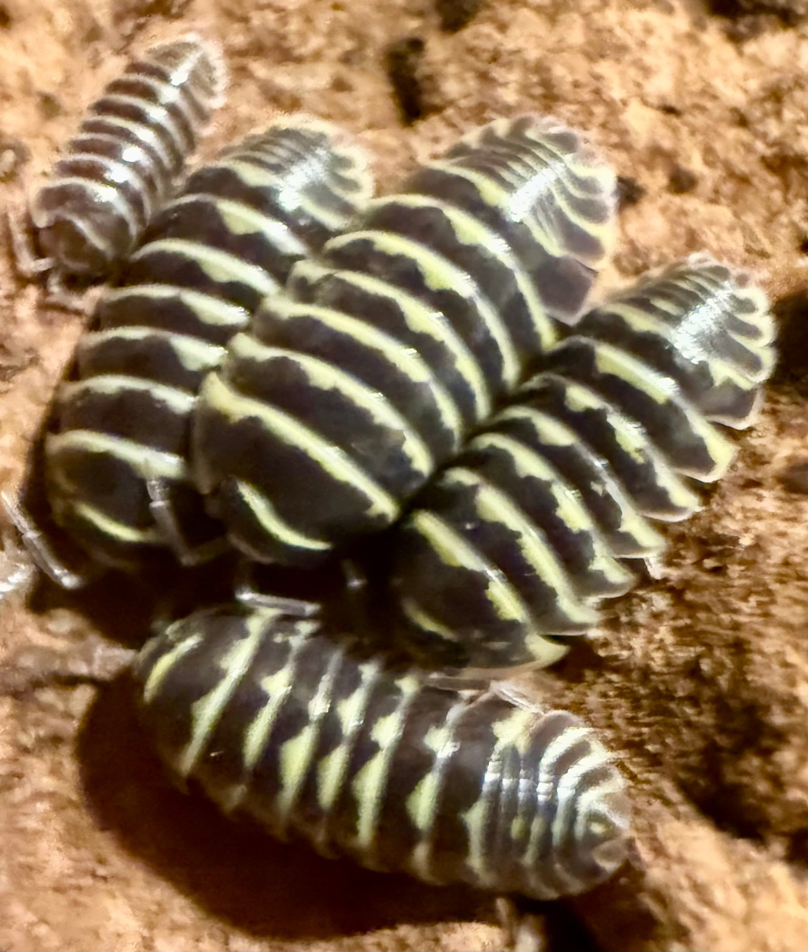 ARMADILLIDIUM MACULATUM "YELLOW ZEBRA" img 6141