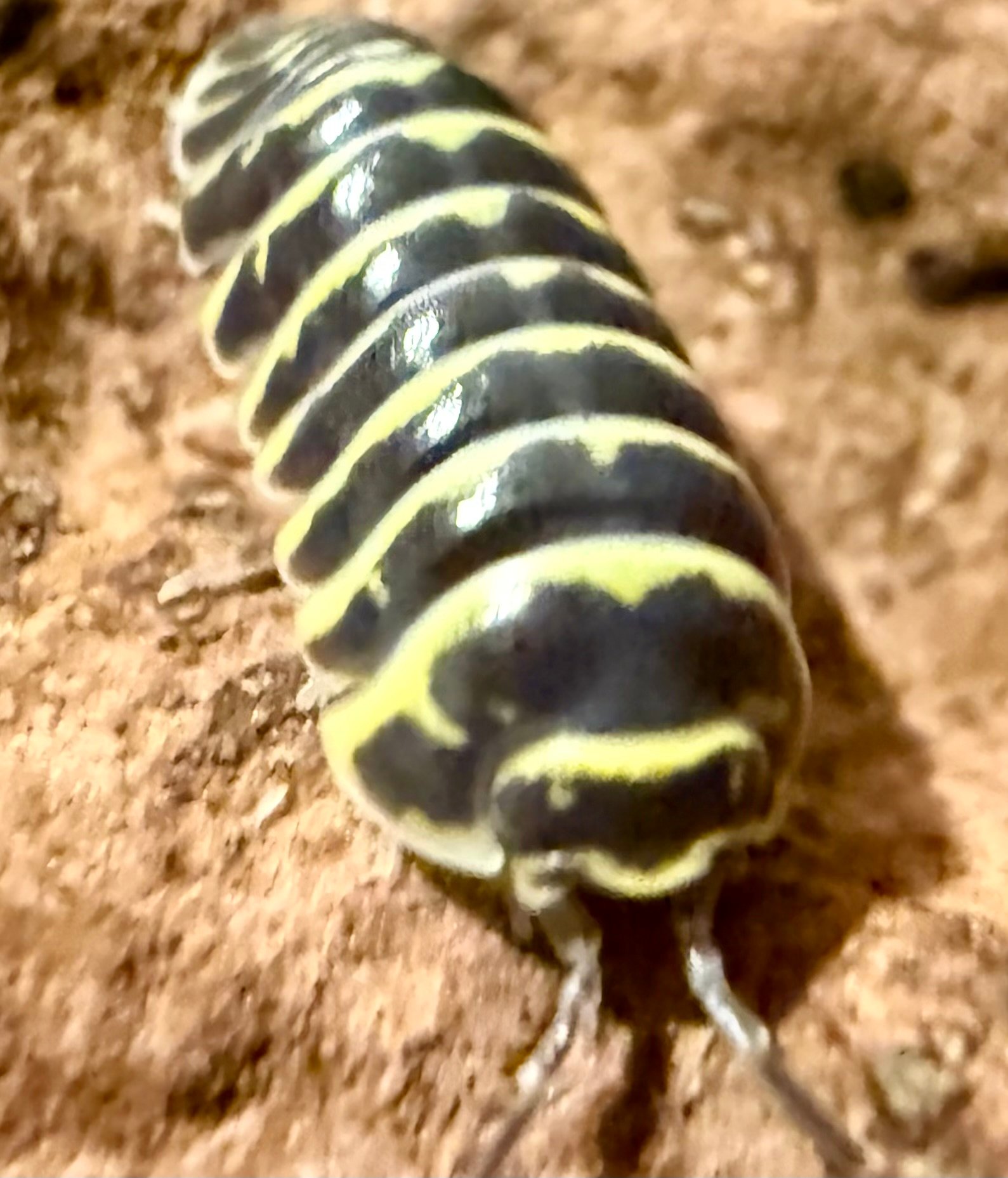 ARMADILLIDIUM MACULATUM "YELLOW ZEBRA" img 6146