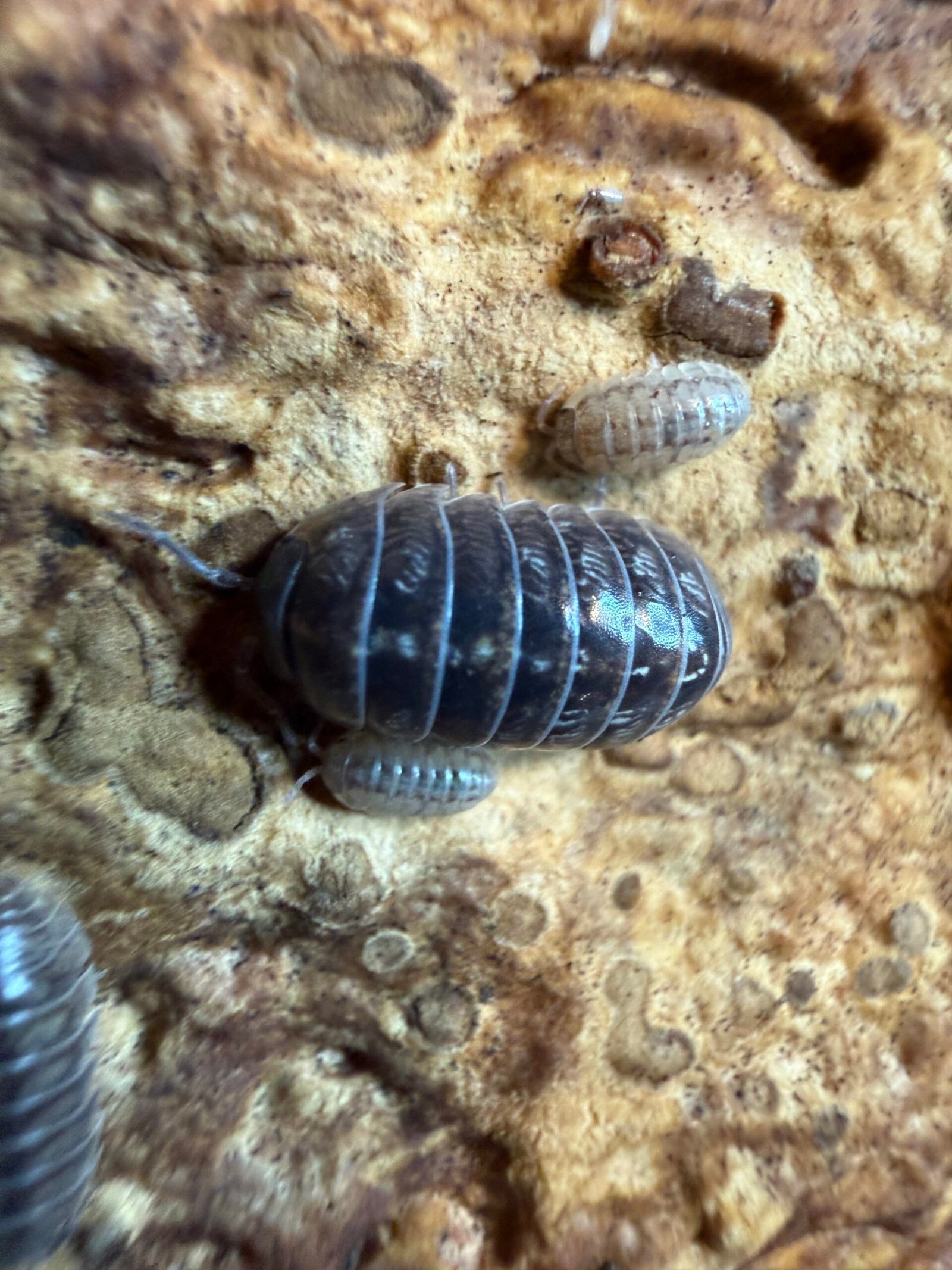 ARMADILLIDIUM "PUNTA CANA" img 6295