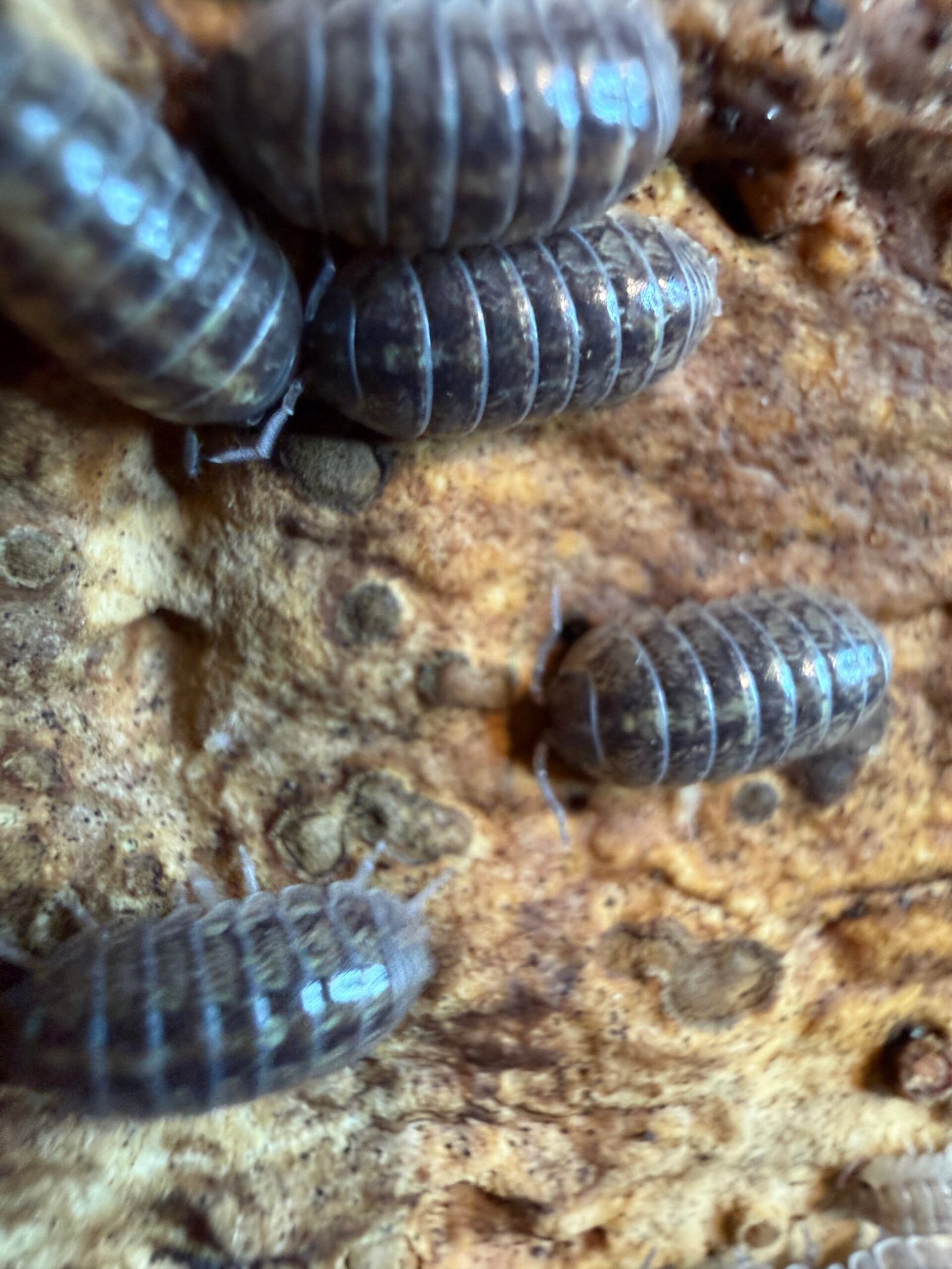 ARMADILLIDIUM "PUNTA CANA" img 6296