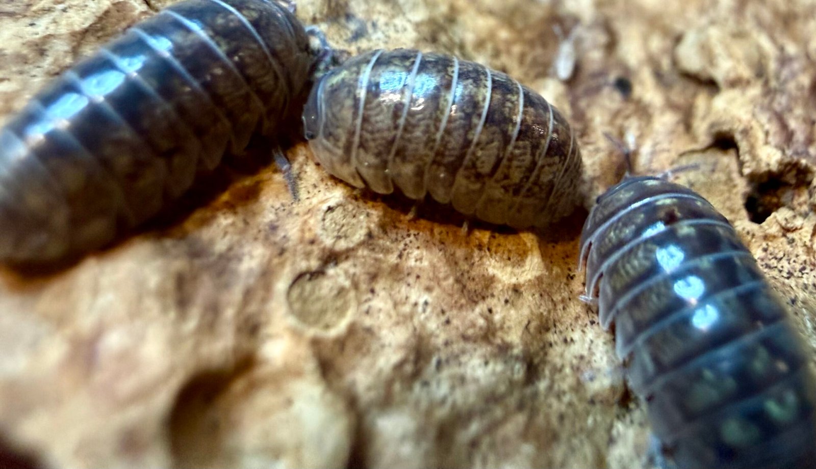 ARMADILLIDIUM "PUNTA CANA" img 6298