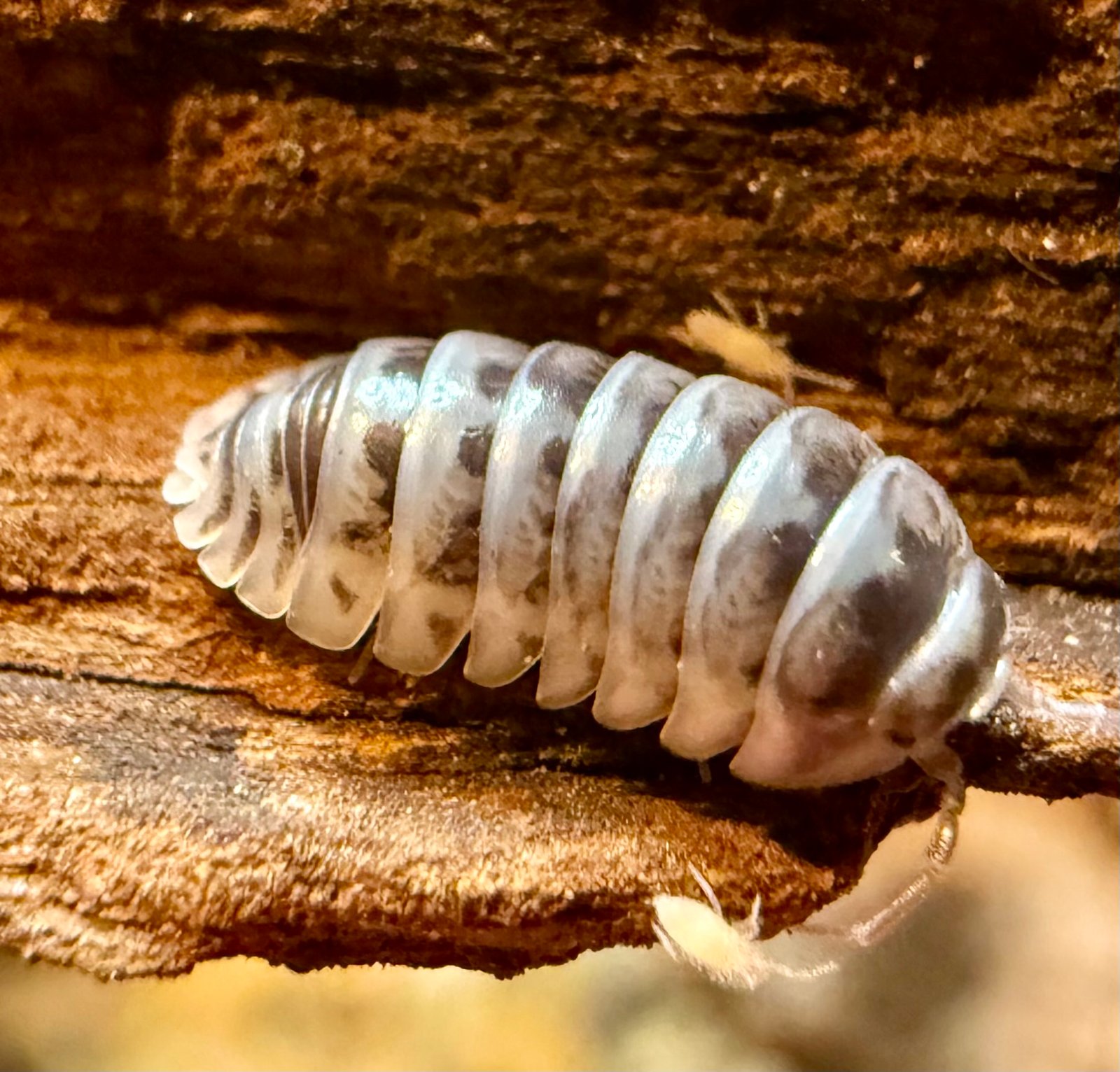 ARMADILLIDIUM MACULATUM "HIGH WHITE ZEBRAS" img 6317
