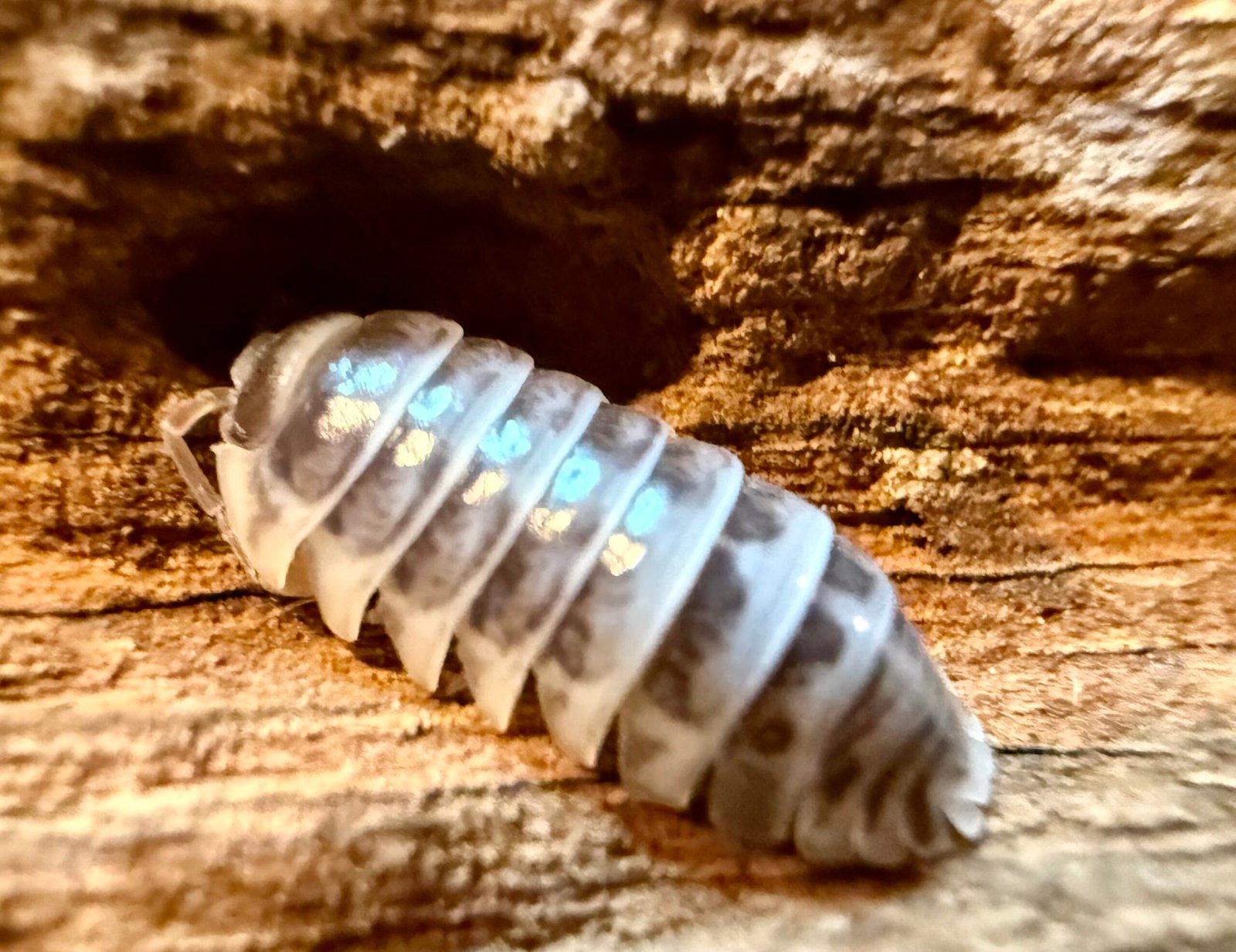 ARMADILLIDIUM MACULATUM "HIGH WHITE ZEBRAS" img 6318
