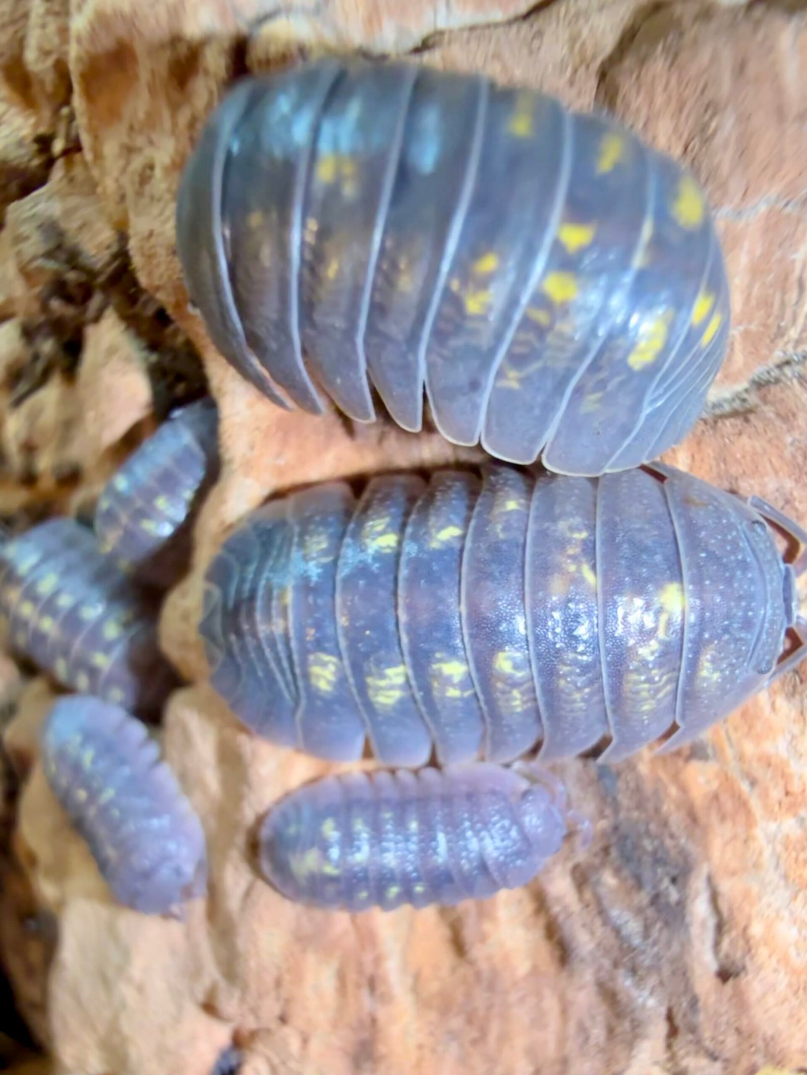 ARMADILLIDIUM GRANULATUM img 6330