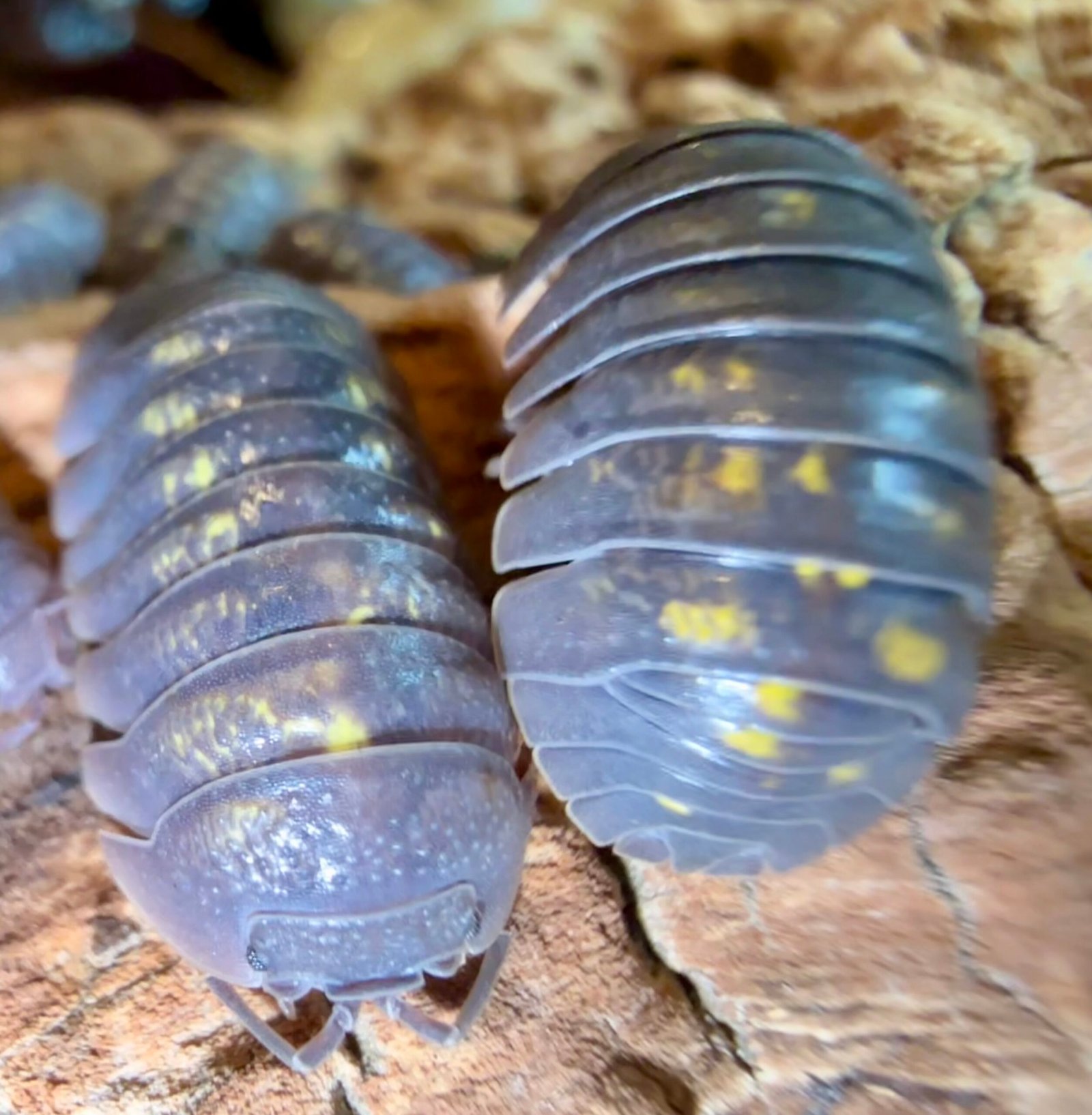 ARMADILLIDIUM GRANULATUM img 6331