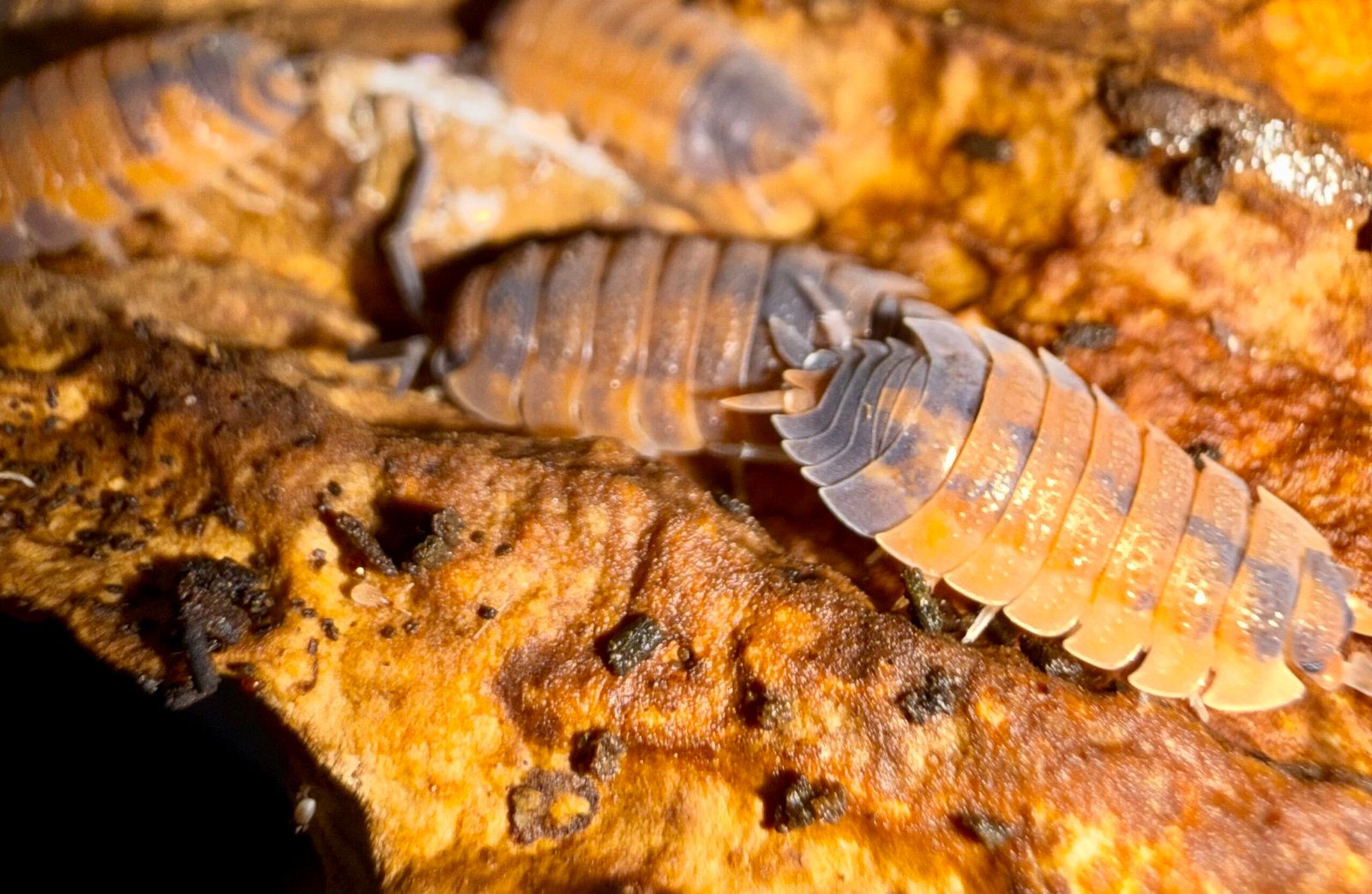 PORCELLIO SCABER "LAVAS" img 6357