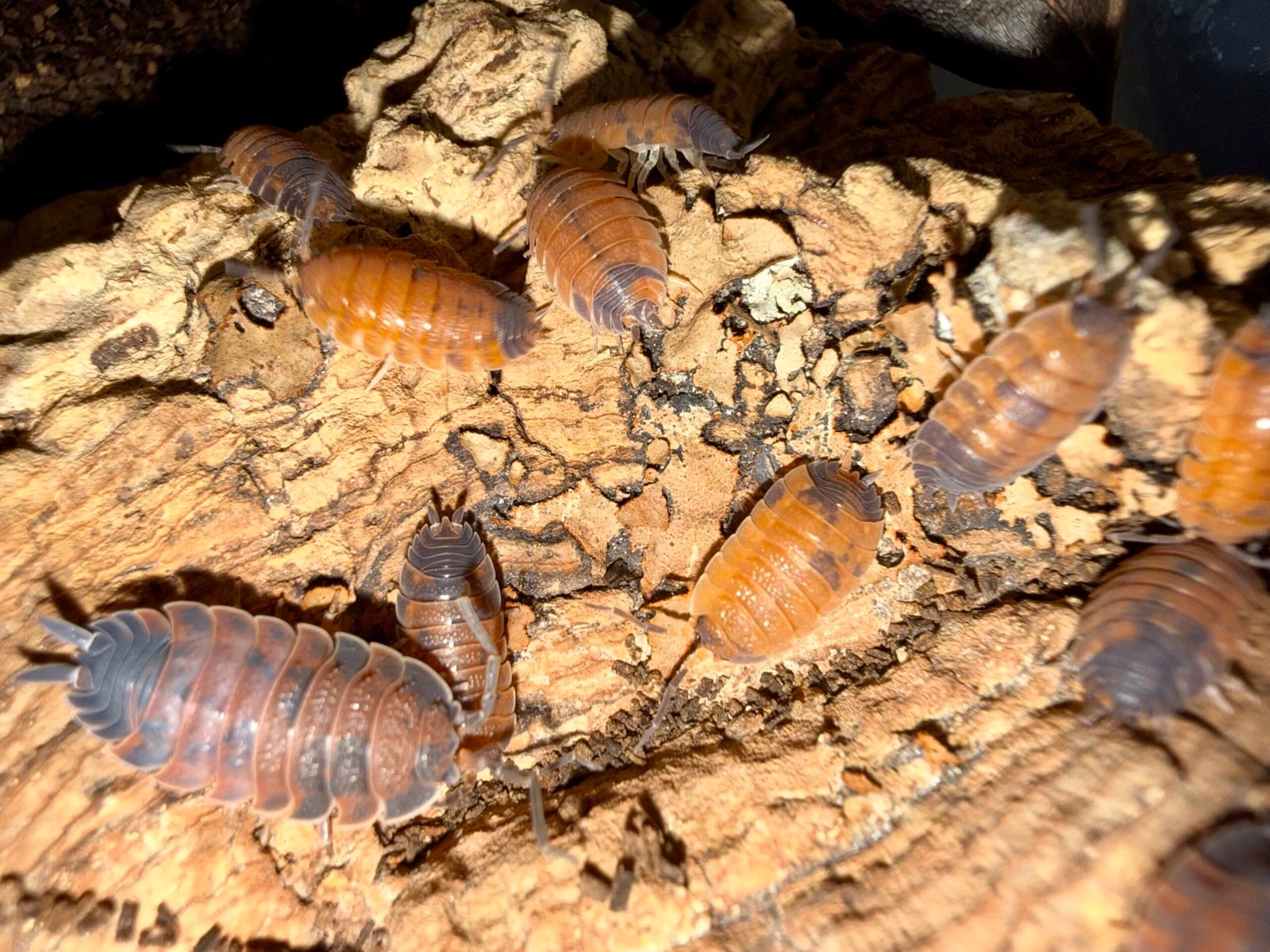 PORCELLIO SCABER "LAVAS" img 6360