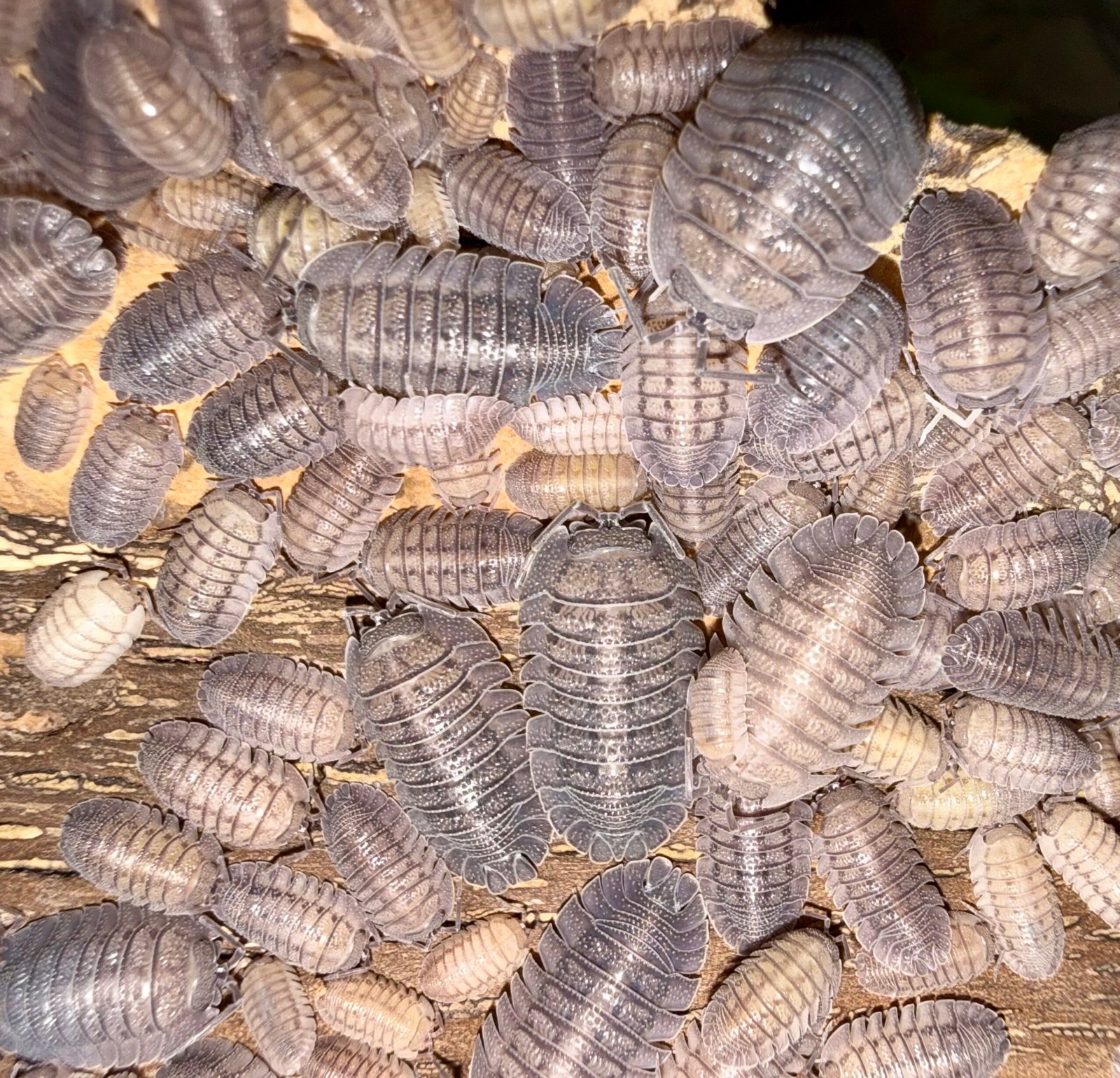 ARMADILLIDIUM "PERACCAE" img 6400