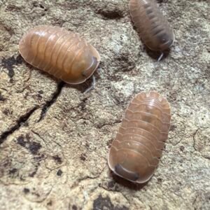 Caribodillo Martinicensis
