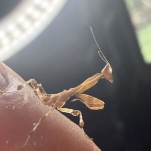 kenyan flower mantis 1