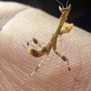 1 Kenyan Flower Mantis - Galinthias amoena kenyan flower mantis 2
