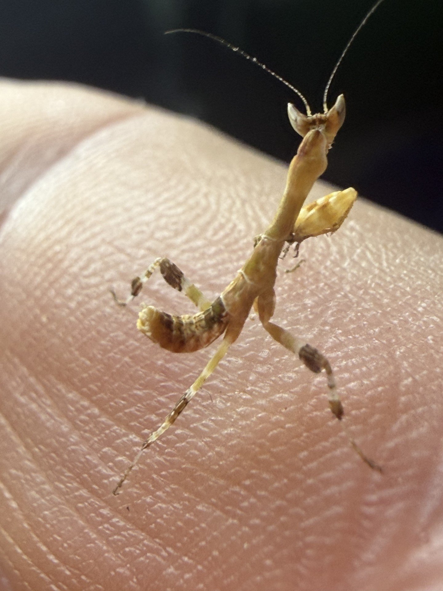 kenyan flower mantis 2 kenyan flower mantis 2