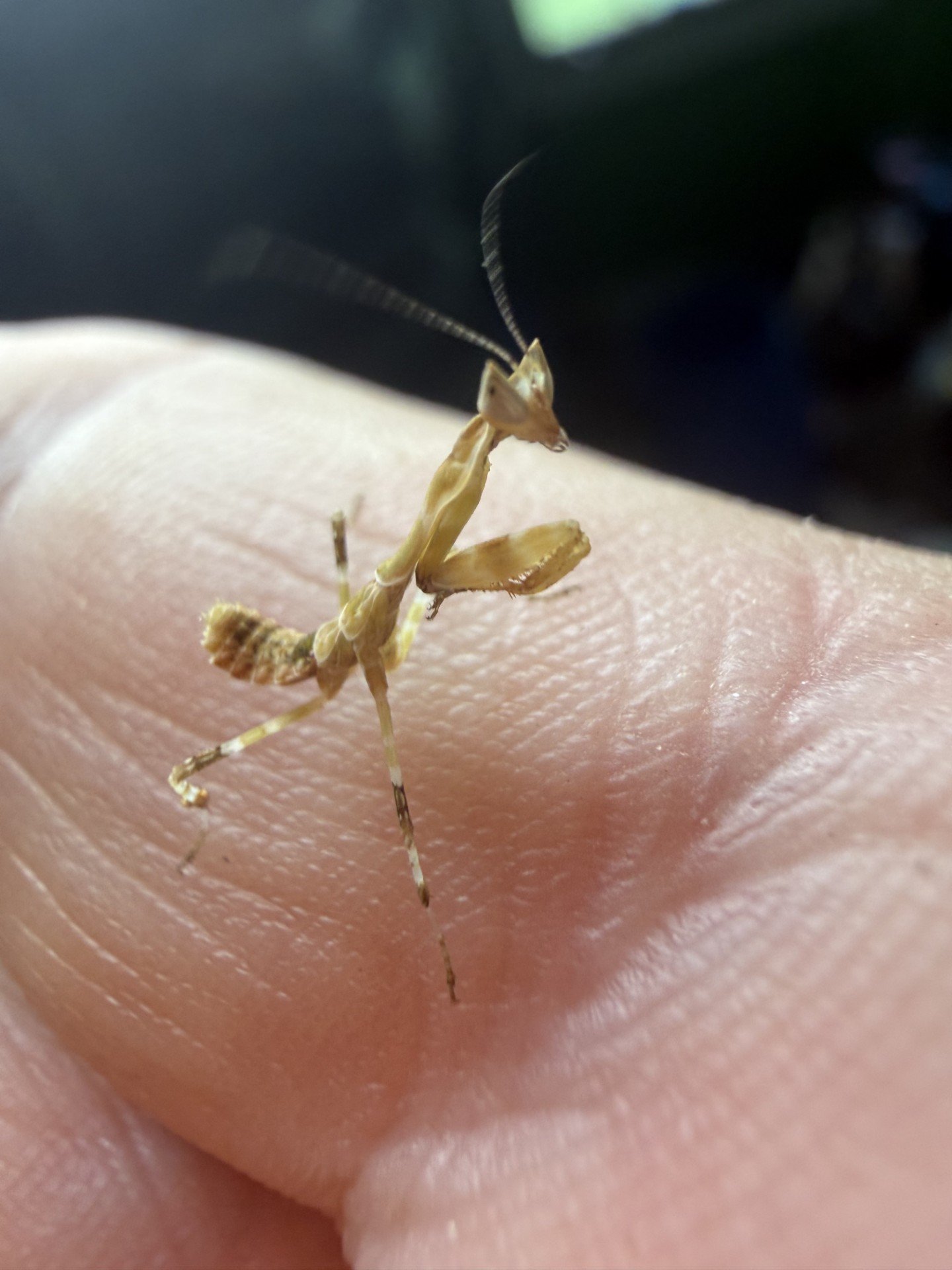 kenyan flower mantis 3 kenyan flower mantis 3